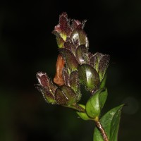 Strobilanthes sexennis var. sexennis Nees