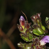 Strobilanthes sexennis var. sexennis Nees