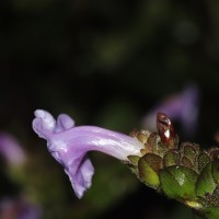 Strobilanthes sexennis var. sexennis Nees