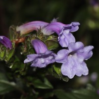 Strobilanthes sexennis var. sexennis Nees