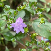 Strobilanthes sexennis var. cordata J.R.I.Wood