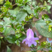 Strobilanthes sexennis var. cordata J.R.I.Wood