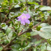 Strobilanthes sexennis var. cordata J.R.I.Wood
