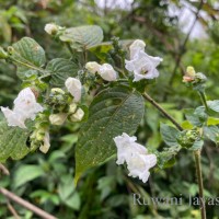 Strobilanthes anceps Nees
