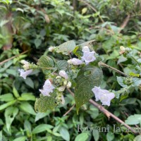 Strobilanthes anceps Nees