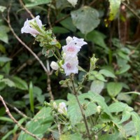 Strobilanthes anceps Nees