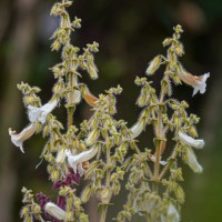 Strobilanthes pulcherrima T.Anderson