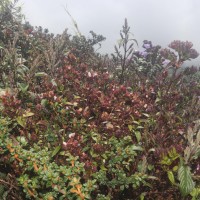 Strobilanthes sexennis var. hirtsutissima (Nees) C.B.Clarke