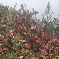 <i>Strobilanthes sexennis</i> var. hirtsutissima (Nees) C.B.Clarke