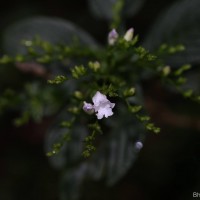 Strobilanthes sexennis var. glaberrima J.R.I.Wood