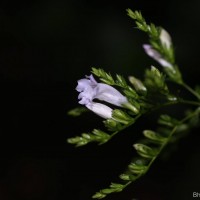 <i>Strobilanthes sexennis</i>  var.  glaberrima  J.R.I.Wood