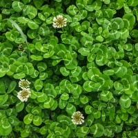 Trifolium repens L.