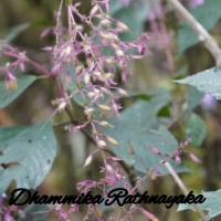 Strobilanthes pulcherrima T.Anderson