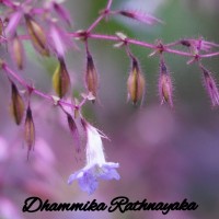 Strobilanthes pulcherrima T.Anderson