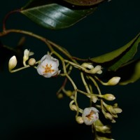 Doona gardneri Thwaites