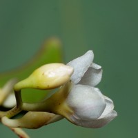 Doona gardneri Thwaites