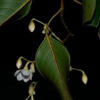 Doona gardneri Thwaites