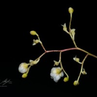 Doona gardneri Thwaites