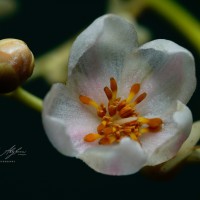 Doona gardneri Thwaites