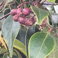 Syzygium micranthum Thwaites