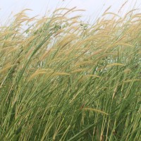 Cenchrus setosus Sw.