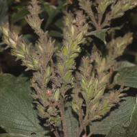 Strobilanthes nockii Trimen