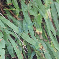 Oleandra musifolia  (Blume) C.Presl