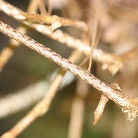Oleandra musifolia  (Blume) C.Presl