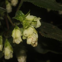Strobilanthes calycina Nees