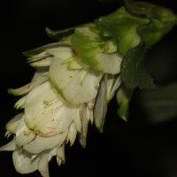 Strobilanthes calycina Nees