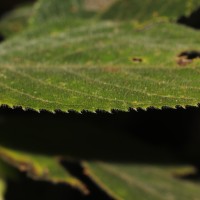 Strobilanthes calycina Nees