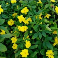 <i>Jasminum mesnyi</i> Hance