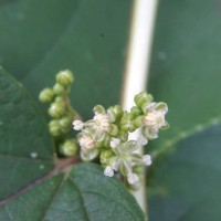 Trema orientale (L.) Blume