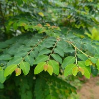 Phyllanthus vitis-idaea (Burm.f.) J.Koenig ex Roxb.