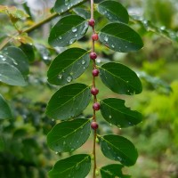 Phyllanthus vitis-idaea (Burm.f.) J.Koenig ex Roxb.