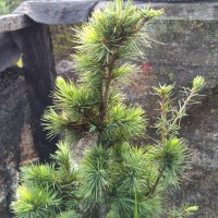 Cedrus deodara (Roxb. ex D.Don) G.Don