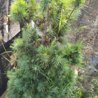 Cedrus deodara (Roxb. ex D.Don) G.Don