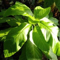 Ceodes grandis (R.Br.) D.Q.Lu