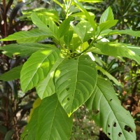 Ceodes grandis (R.Br.) D.Q.Lu