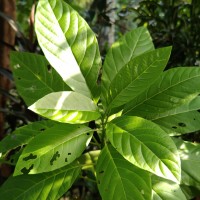 Ceodes grandis (R.Br.) D.Q.Lu