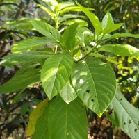 Ceodes grandis (R.Br.) D.Q.Lu