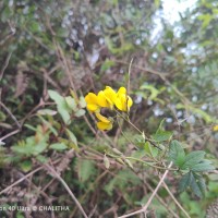 Crotalaria walkeri Arn.