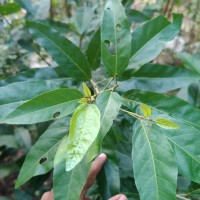Croton persimilis Müll.Arg.