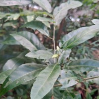 Croton persimilis Müll.Arg.