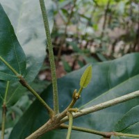 Croton persimilis Müll.Arg.