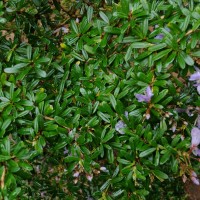 Trifidacanthus unifoliolatus Merr.