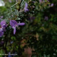 Trifidacanthus unifoliolatus Merr.