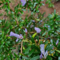 Trifidacanthus unifoliolatus Merr.