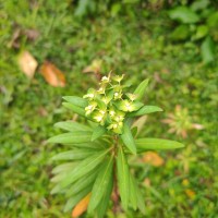 Euphorbia rothiana Spreng.
