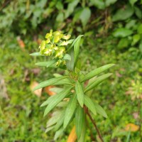 Euphorbia rothiana Spreng.